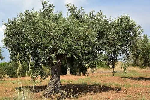 Variedad tipos de aceite olivo
