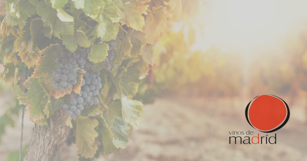 Mejores Vinos de Madrid