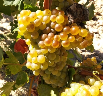 uva blanca de madrid