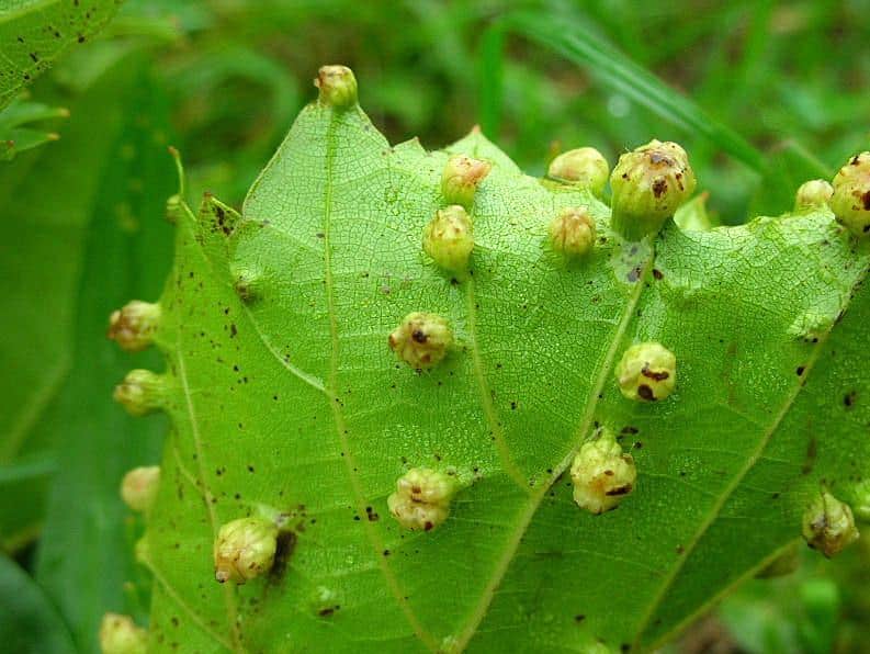 filoxera