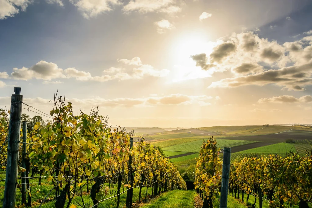 cultivos