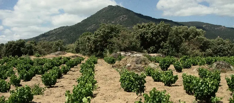 origen del vino en madrid